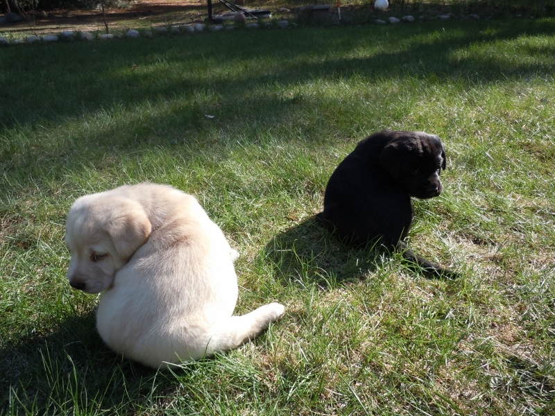 Pigeon River Labrador Puppies